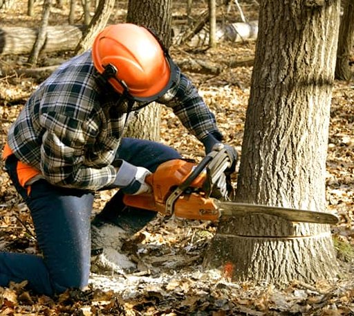 Tree Removal in Highland Lake, NY